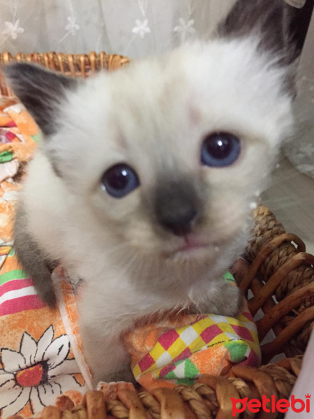 Siyam Kedisi, Kedi  isimsiz fotoğrafı