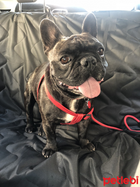 Fransız Bulldog, Köpek  DÜLGAR fotoğrafı