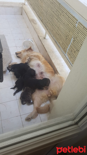 Gordon Setter, Köpek  Ceyces family fotoğrafı