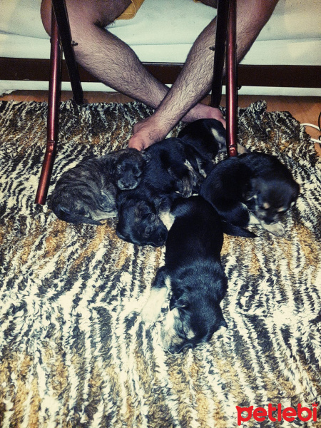 Gordon Setter, Köpek  Ceyces family fotoğrafı