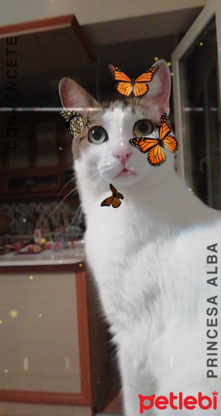 Tekir Kedi, Kedi  Minoa fotoğrafı