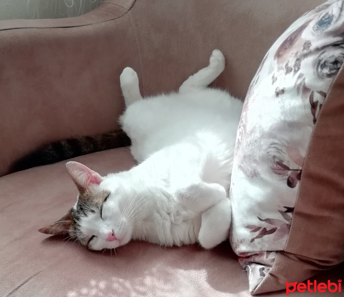 Tekir Kedi, Kedi  Minoa fotoğrafı
