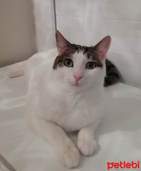 Tekir Kedi, Kedi  Minoa fotoğrafı