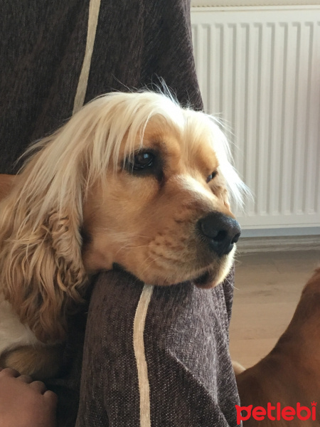 İngiliz Cocker Spaniel, Köpek  Tesla fotoğrafı