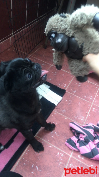Pug, Köpek  Oreo fotoğrafı
