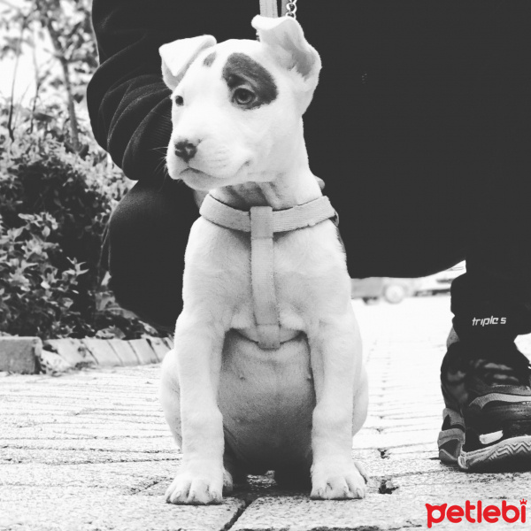 Amerikan Pitbull Terrier, Köpek  Chivas fotoğrafı