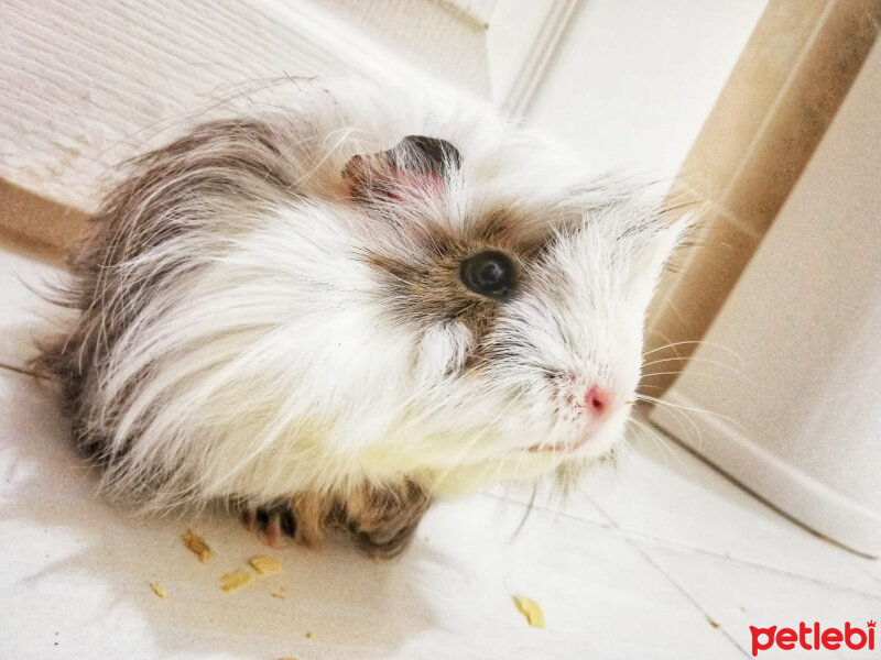 Guinea Pig, Kemirgen  Oli fotoğrafı