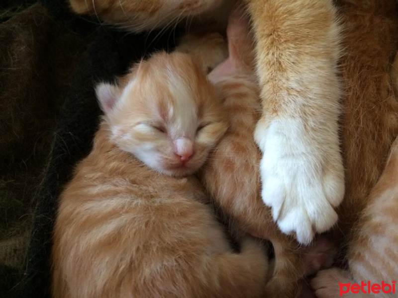 Tekir Kedi, Kedi  Miniş fotoğrafı
