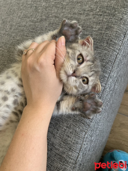 Scottish Fold, Kedi  Kül fotoğrafı
