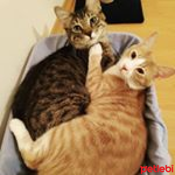 Tekir Kedi, Kedi  pablo ve benjamin fotoğrafı