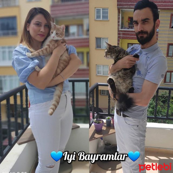 Tekir Kedi, Kedi  pablo ve benjamin fotoğrafı