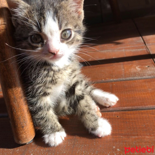 Tekir Kedi, Kedi  Rocky fotoğrafı