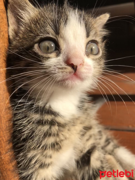 Tekir Kedi, Kedi  Rocky fotoğrafı