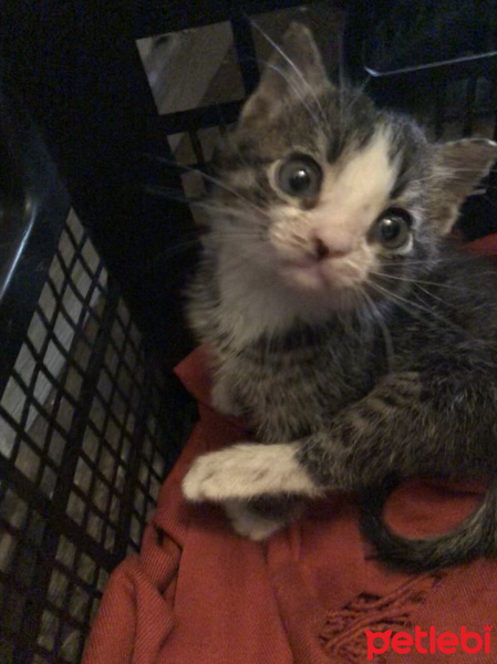 Tekir Kedi, Kedi  Rocky fotoğrafı