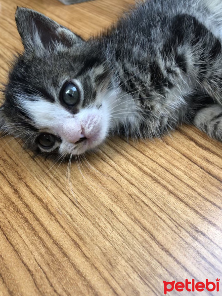 Tekir Kedi, Kedi  Rocky fotoğrafı
