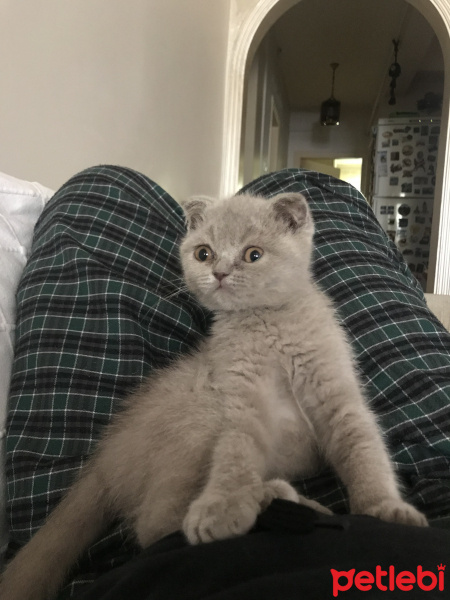 Scottish Fold, Kedi  Asya fotoğrafı