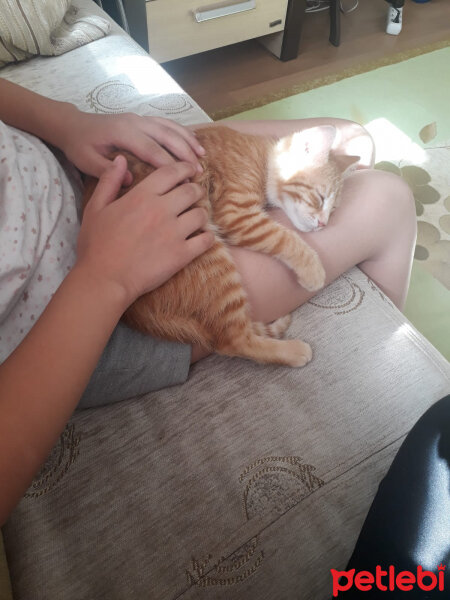 Sarman, Kedi  Leon fotoğrafı