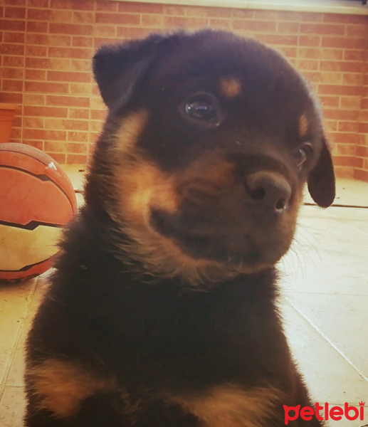 Rottweiler, Köpek  Thor fotoğrafı
