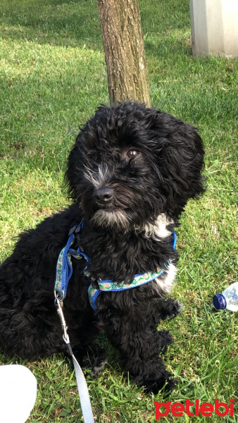 Tibet Terrieri, Köpek  Zeytin fotoğrafı