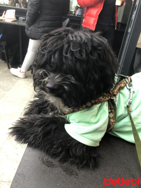 Tibet Terrieri, Köpek  Zeytin fotoğrafı