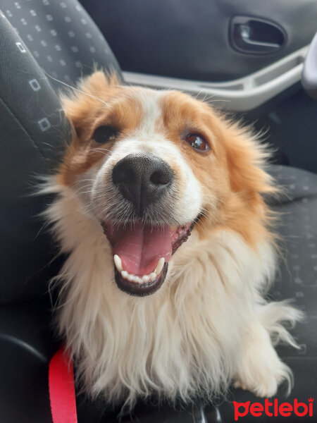 Cardigan Welsh Corgi, Köpek  Köpük fotoğrafı