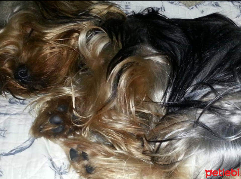 Yorkshire Terrier, Köpek  ÇİLEK fotoğrafı