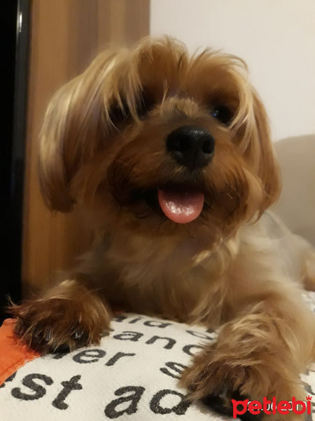 Yorkshire Terrier, Köpek  ÇİLEK fotoğrafı