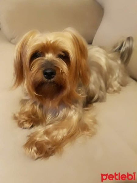 Yorkshire Terrier, Köpek  ÇİLEK fotoğrafı