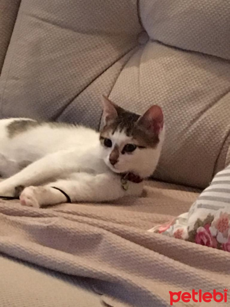 Tekir Kedi, Kedi  Lena fotoğrafı