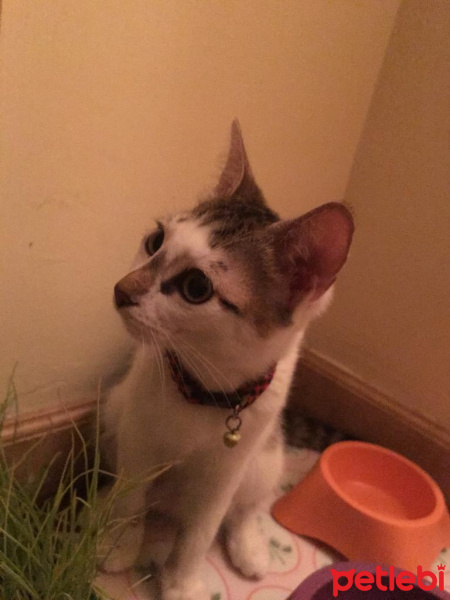 Tekir Kedi, Kedi  Lena fotoğrafı