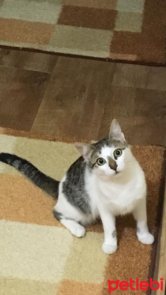 Tekir Kedi, Kedi  Lena fotoğrafı