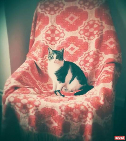 Tekir Kedi, Kedi  Çiko fotoğrafı
