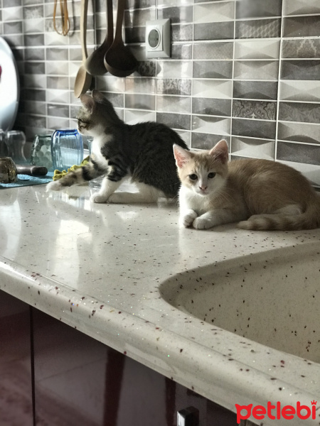 Van Kedisi, Kedi  Karamel fotoğrafı