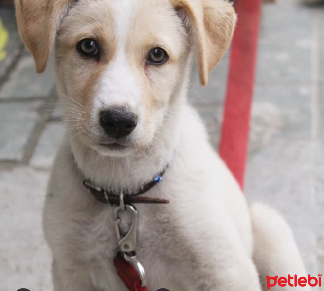 Golden Retriever, Köpek  Badem fotoğrafı