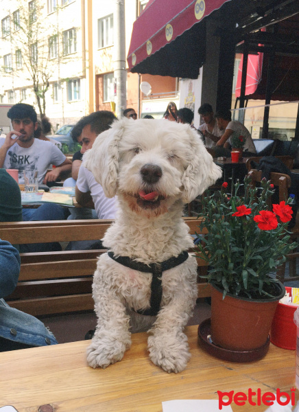 Maltese, Köpek  Pati fotoğrafı
