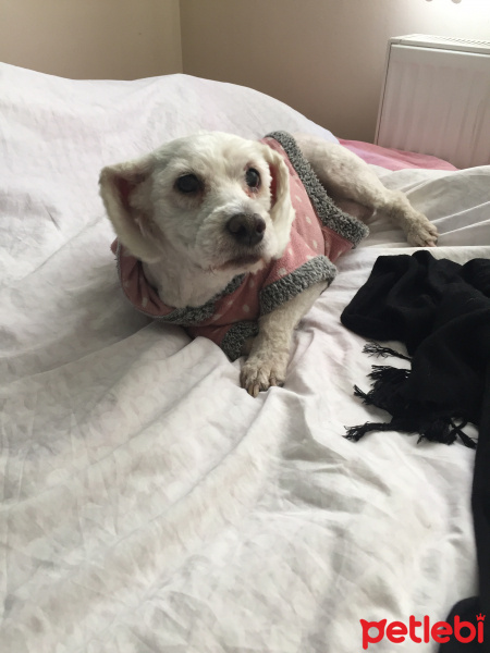 Maltese, Köpek  Pati fotoğrafı