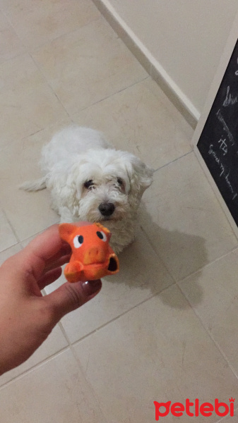 Maltese, Köpek  Pati fotoğrafı