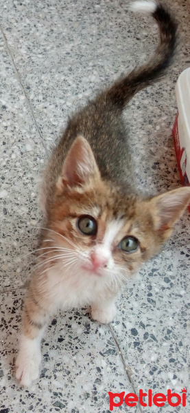 Tekir Kedi, Kedi  Adsız fotoğrafı
