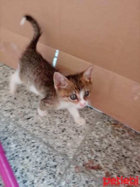 Tekir Kedi, Kedi  Adsız fotoğrafı