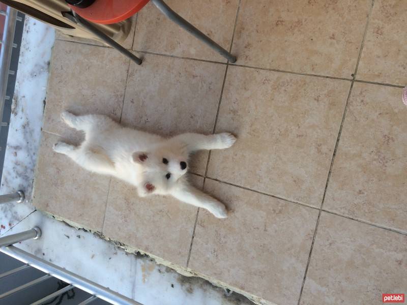 Samoyed, Köpek  Bihter fotoğrafı