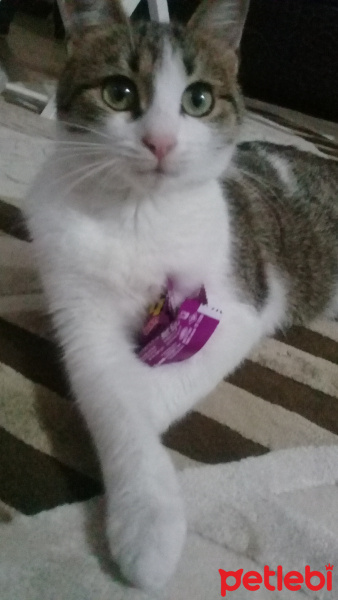 Tekir Kedi, Kedi  Eylül fotoğrafı