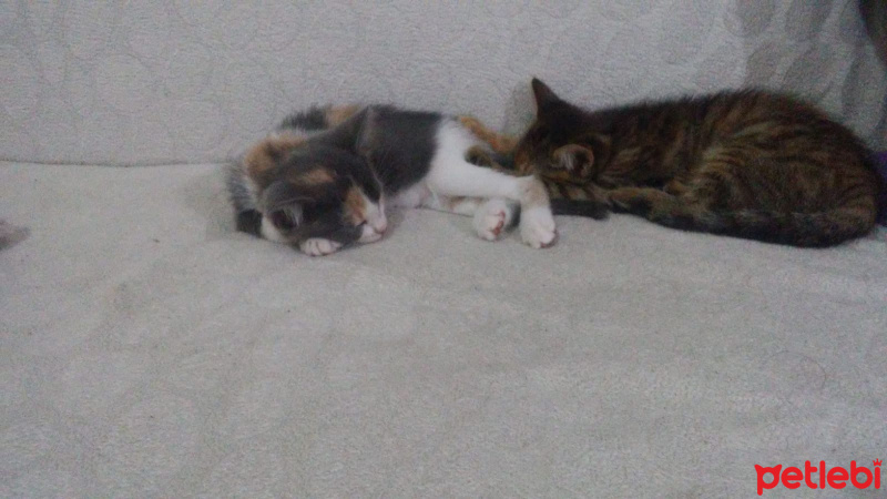 Tekir Kedi, Kedi  Eylül fotoğrafı