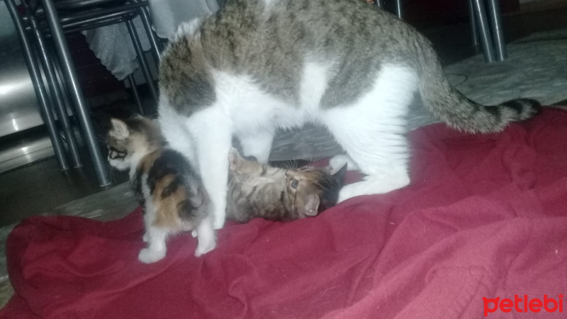 Tekir Kedi, Kedi  Eylül fotoğrafı