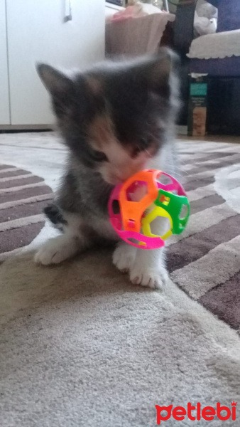 Tekir Kedi, Kedi  Eylül fotoğrafı