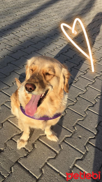 Golden Retriever, Köpek  Helen fotoğrafı