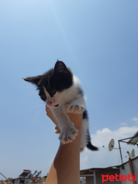 Tekir Kedi, Kedi  Mia fotoğrafı