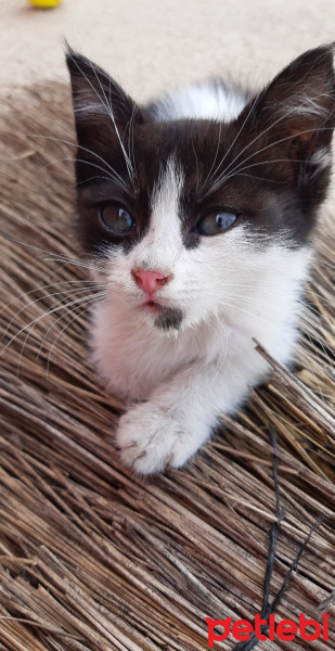 Tekir Kedi, Kedi  Mia fotoğrafı