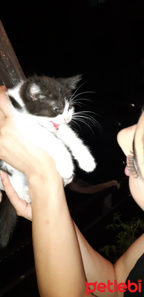 Tekir Kedi, Kedi  Mia fotoğrafı
