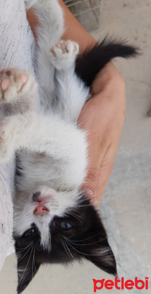 Tekir Kedi, Kedi  Mia fotoğrafı