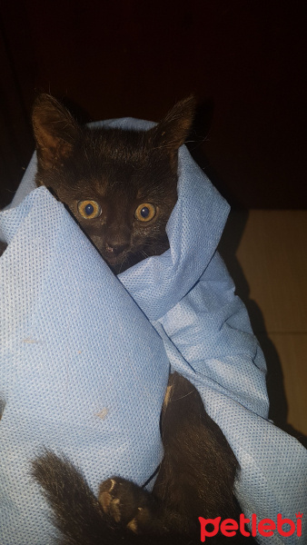 Kashmir , Kedi  Küçücük bir yavru fotoğrafı